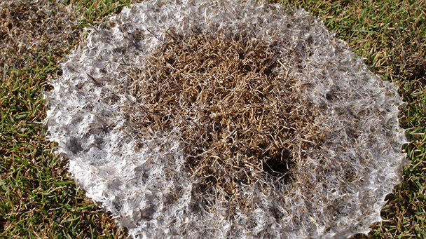 Pest And Disease Center Pink Snow Mold Sideimage 608X341