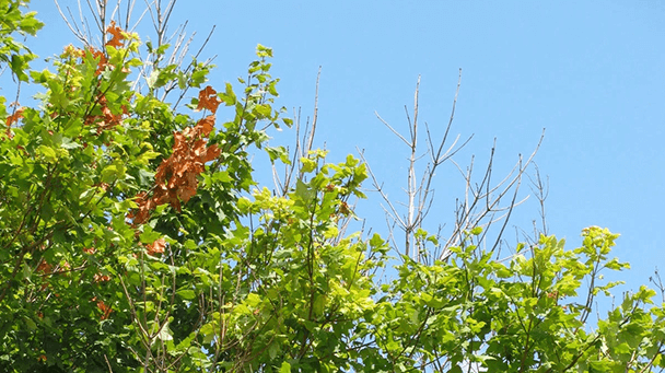 Pest And Disease Center Vascular Wilt Disease Sideimage 608X341