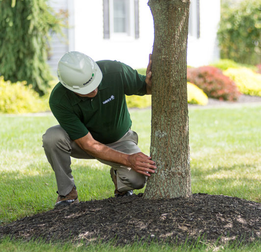 Tree Health Inspection Services & Treatment | Davey Tree