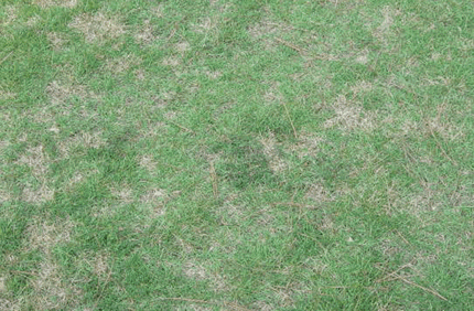 Pest And Disease Dollar Spot Banner 1440X500