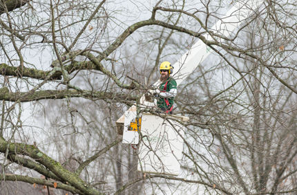 Dormant Pruning Commercial