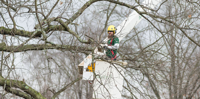Dormant Pruning Commercial