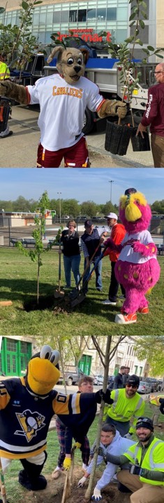 photo collage of sports team mascots planting trees