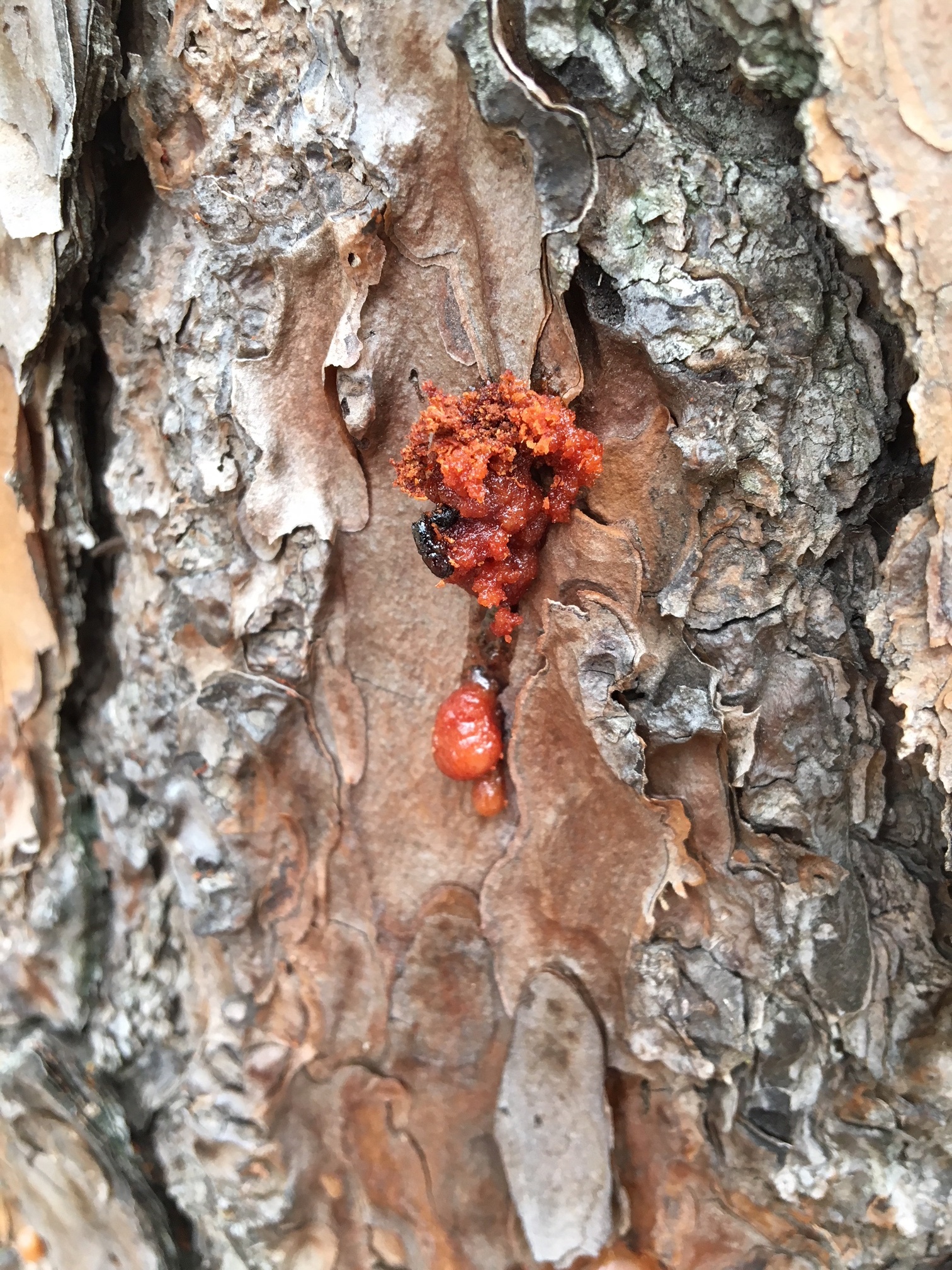 Bark Beetle Possibly SPB In Pitch