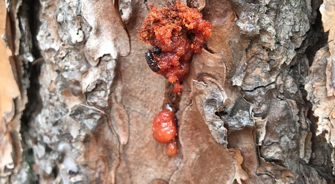Common Tree Pests & Diseases in Colorado Springs (and How to Spot Them)