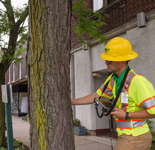 Contract Forestry