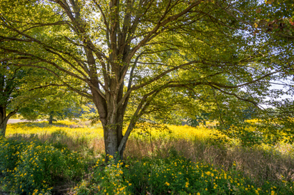 A large tree with sprawling branches and a green canopy.