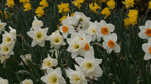 Commercial Case Study Lakeview Oh Sideimage2 608X341