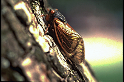 A close shot of a cicada on a tree branch