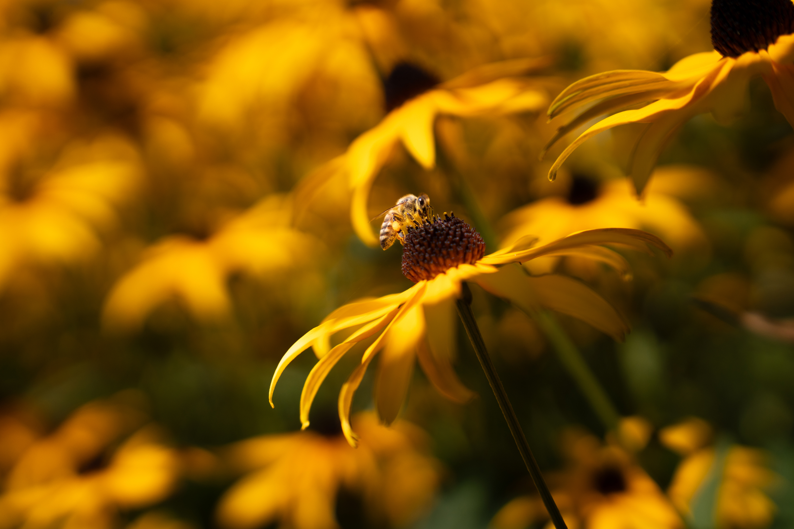 DSC00394 7008X4672 Fd9988e (1)