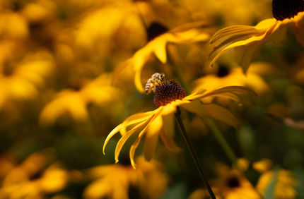 DSC00394 7008X4672 Fd9988e (1)