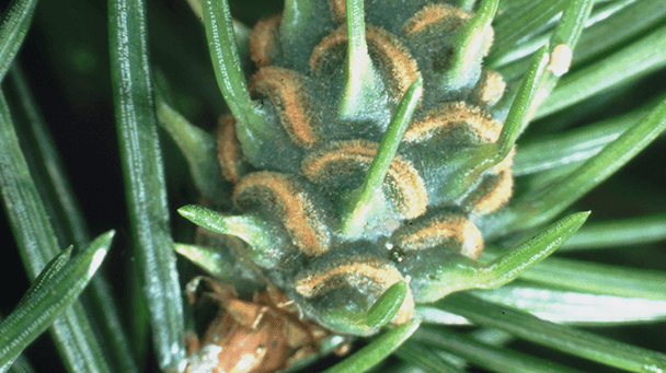 Pest And Disease Eastern Spruce Gall Adelgid Sideimage 608X341