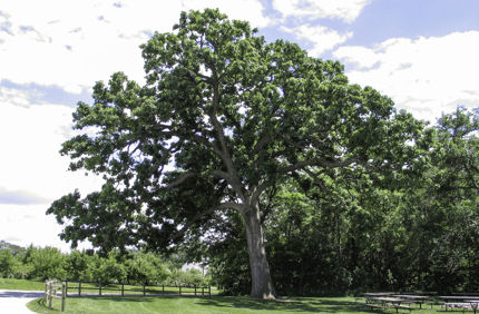 Oak