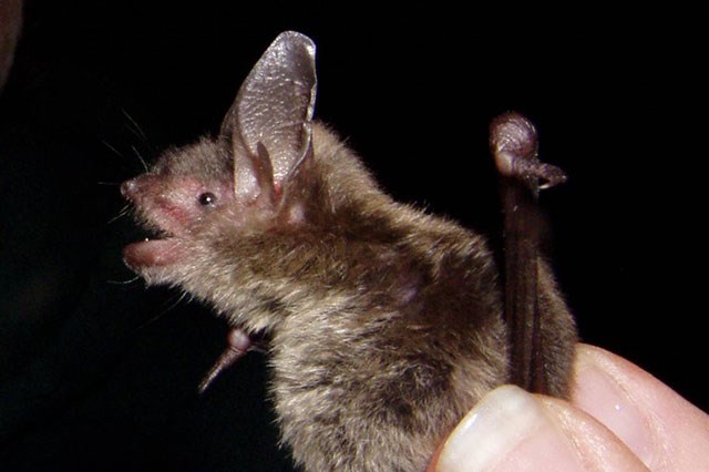 Endangered Species Bats