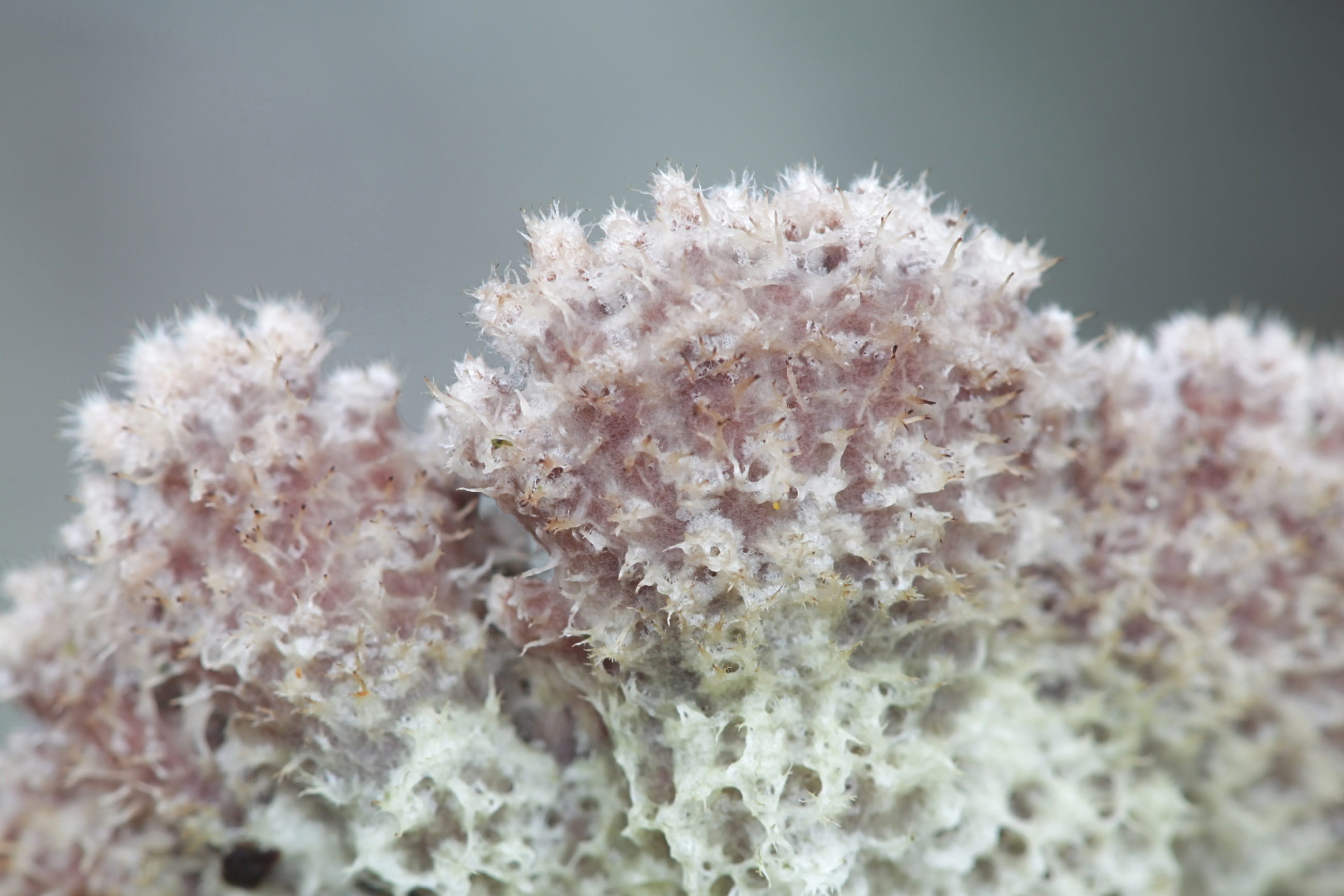 Adobestock 311377636 Split Gill Fungus Top