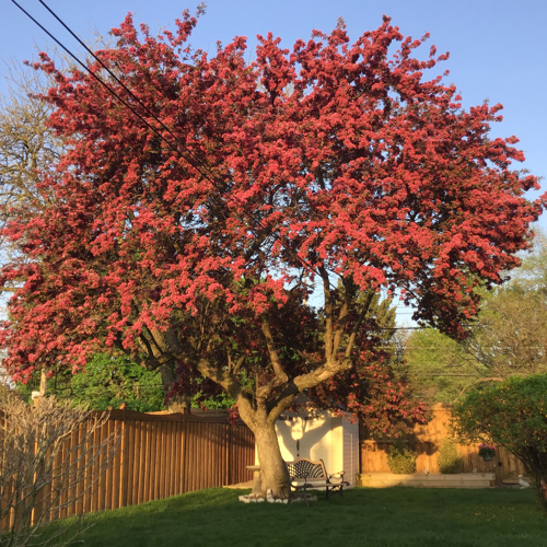 A large flowering crabapple tree with brilliant red leaves.