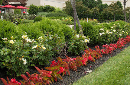 Commercial Blog Right Tree Right Place Banner 1440X500