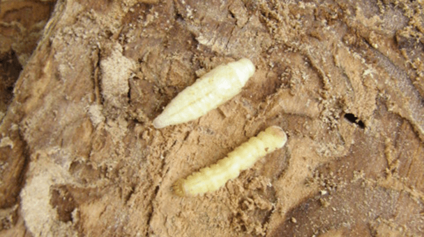 Pest And Disease Center Eab Sideimage4 608X341