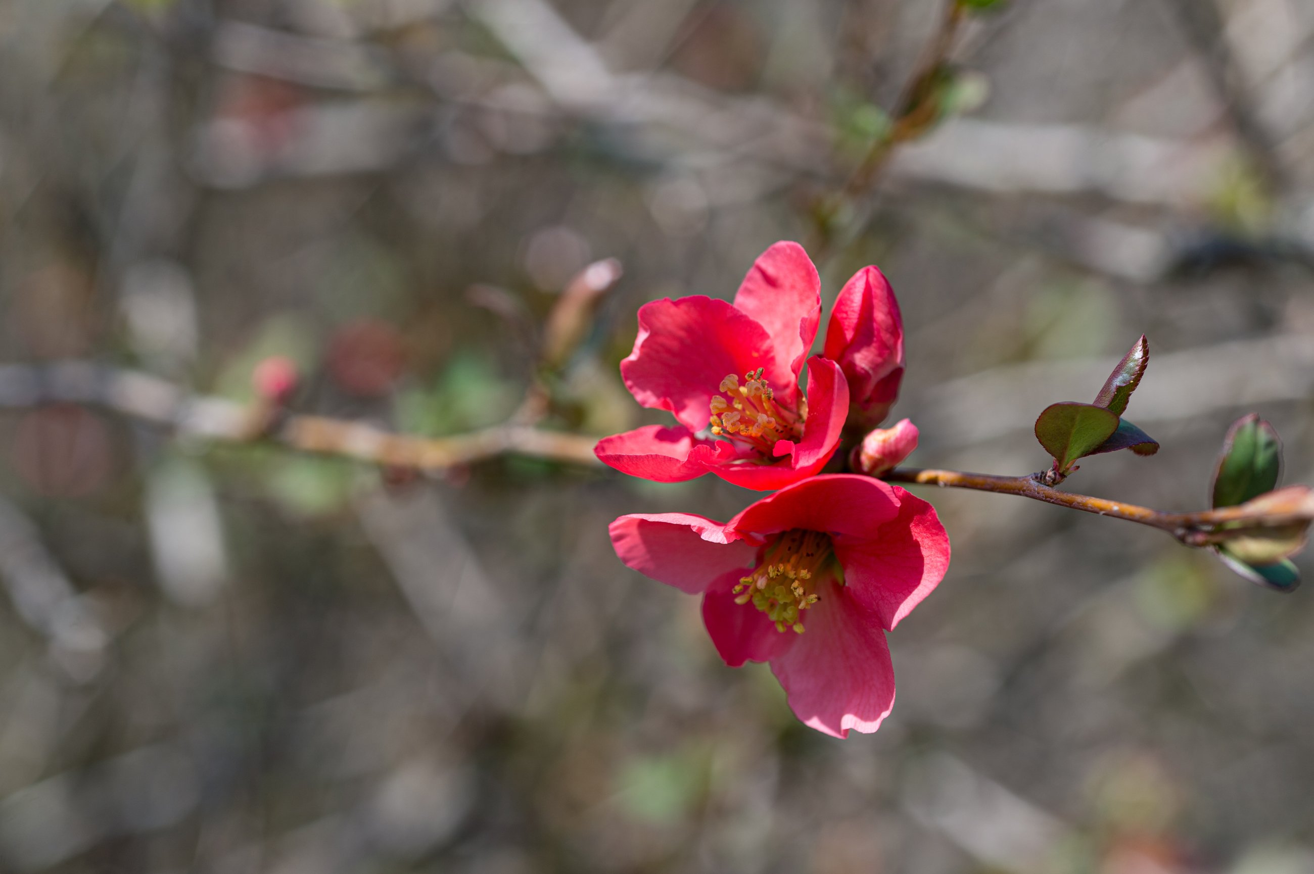 DSC 3096 4928X3280 E35ca0b