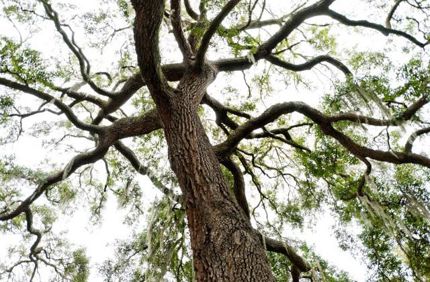 memorial tree