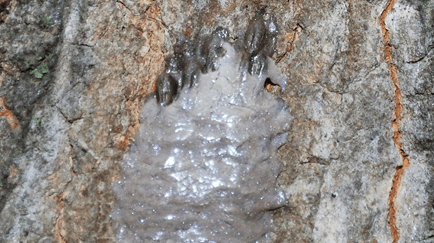 Pest And Disease Center Spotted Lanternfly Sideimage2 608X341