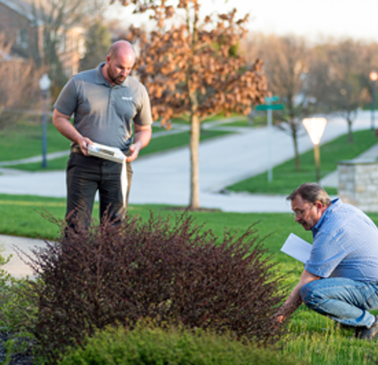 Spring Tree Care