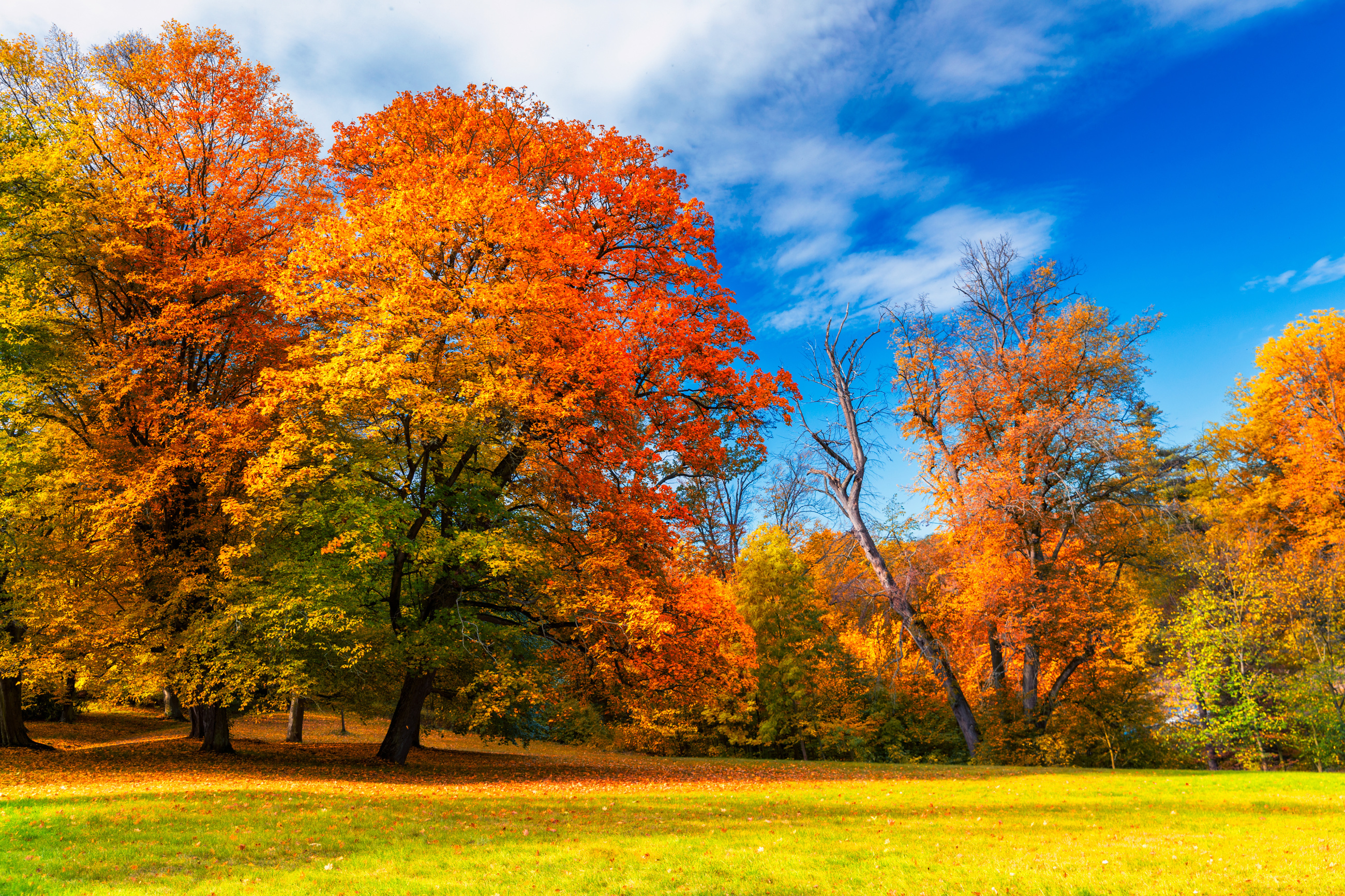 Fall Leaves