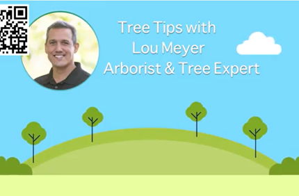Tree Tips With Lou