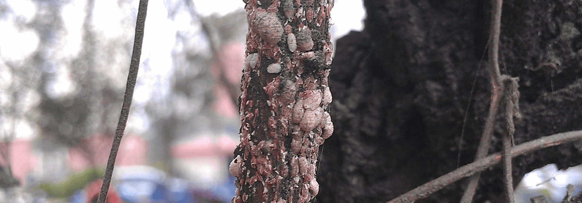 Pest And Disease Crape Myrtle Bark Scale Banner 1440X500