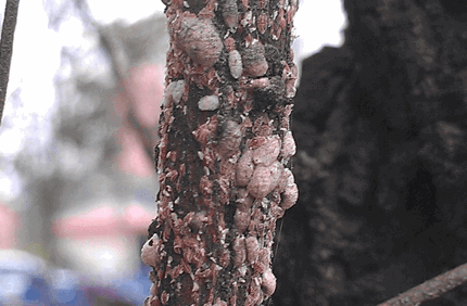 Pest And Disease Crape Myrtle Bark Scale Banner 1440X500