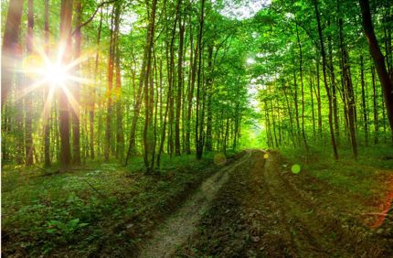 Fusiform Rust Disease | Davey Tree