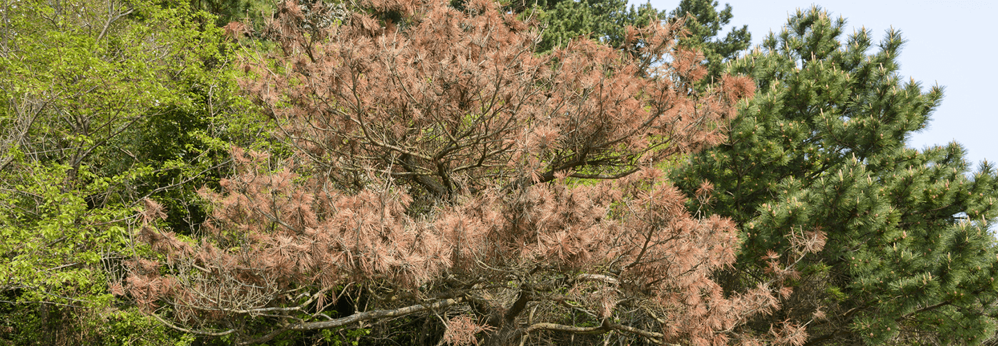 Pest And Disease Pine Wilt Banner 1440X500