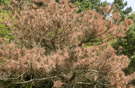 Pest And Disease Pine Wilt Banner 1440X500
