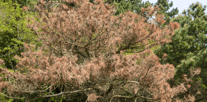 Pest And Disease Pine Wilt Banner 1440X500