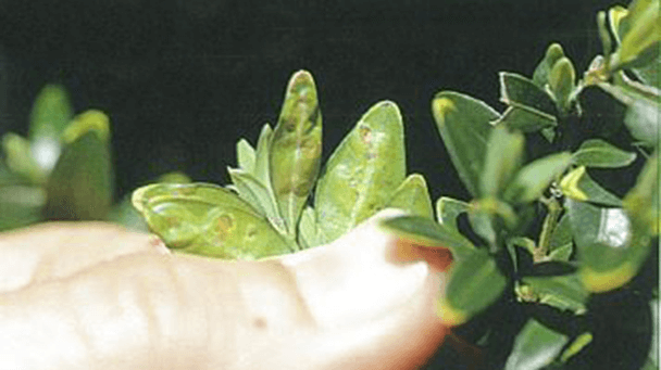 Pest And Disease Boxwood Decline Sideimage2 608X341