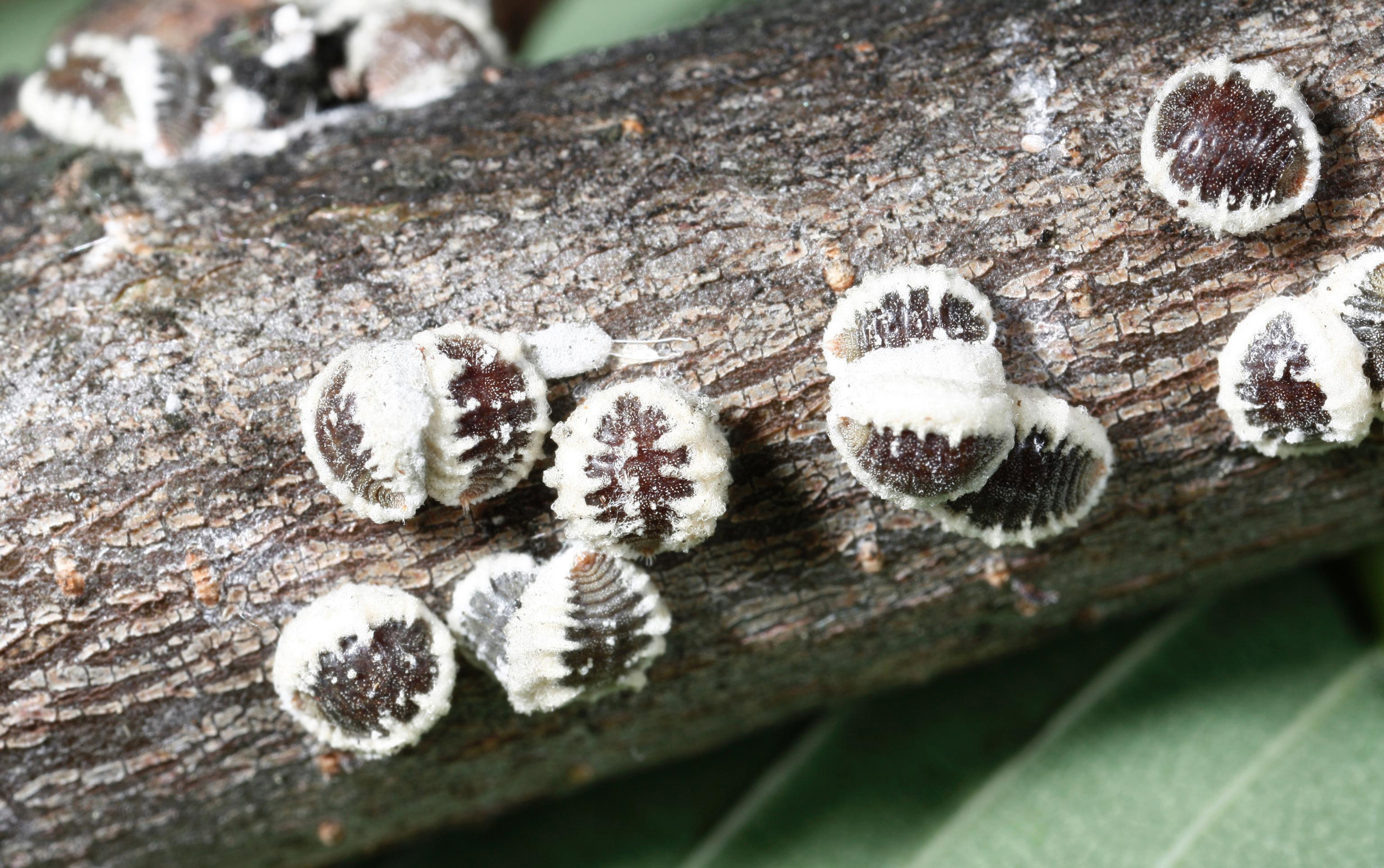 5402461 LGPT European Elm Scale Close Up1