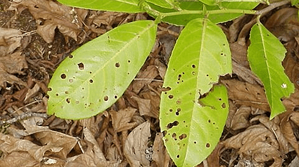 Pest And Disease Center Shothole Disease Sideimage2 608X341