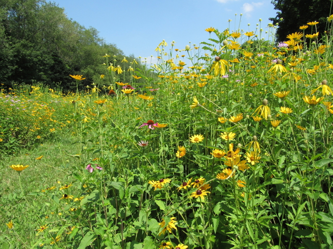 pollinator garden at SEED Campus