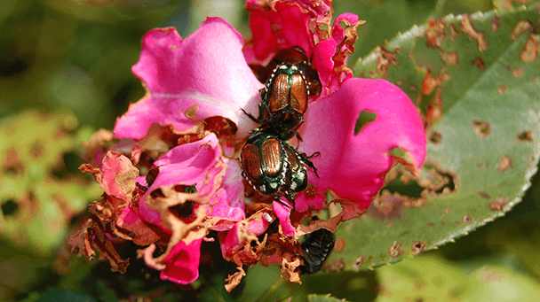 Pest And Disease Center Japanese Beetle Control On Woody Sideimage3 608X341