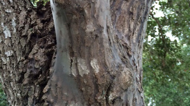 Bark Lice Are Bark Lice Harmful Davey Tree