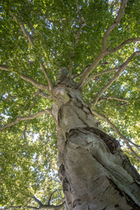 Picture of a beech tree.