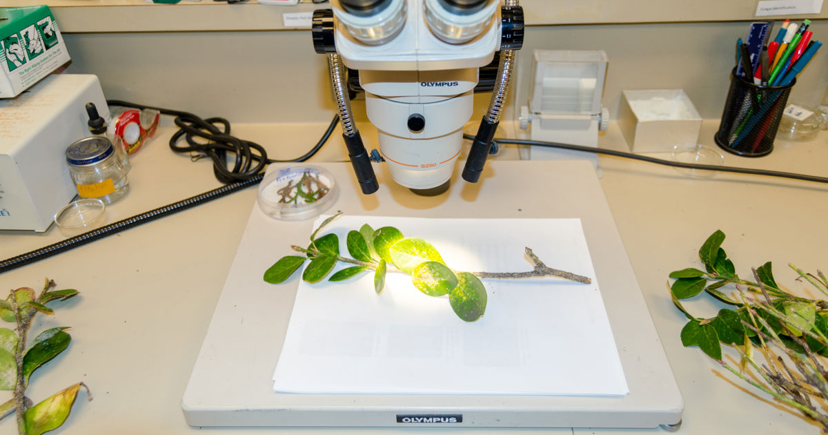 Research & Lab Facilities | Davey Tree