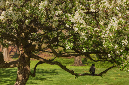 tree in spring