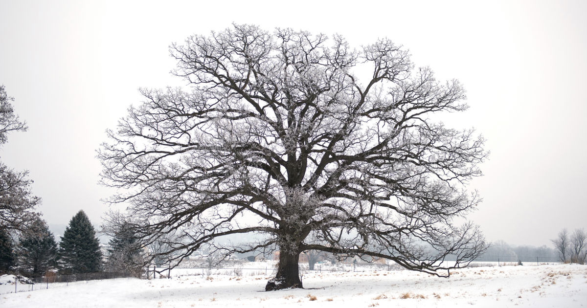Winter Tree Entourage Winter Tree Care Tips | Davey Tree
