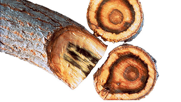 Pest And Disease Verticillium Wilt Sideimage 608X341