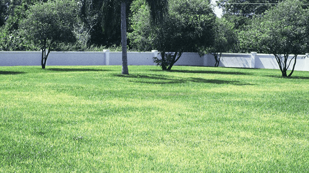 Pest And Disease Iron Deficiency Chlorosis In Turfgrass Sideimage 608X341