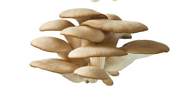 Pest And Disease Oyster Mushroom Sideimage2 608X341