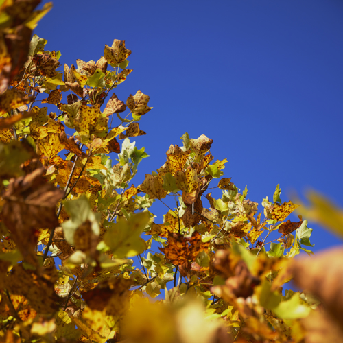 Fall-colored tree leaves at the bottom left and very close in frame.