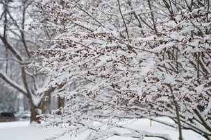 Tree with snow on the branches