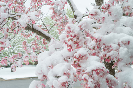 Photo of a snow covered dog wood.